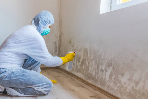 Licensed Mold Testing service in Buford, GA - WQB Mold Removal